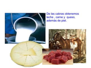 De las cabras obtenemos
leche , carne y queso,
además de piel.
 