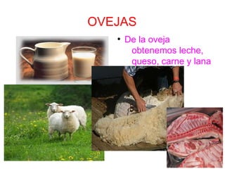 OVEJAS
●
De la oveja
obtenemos leche,
queso, carne y lana
 