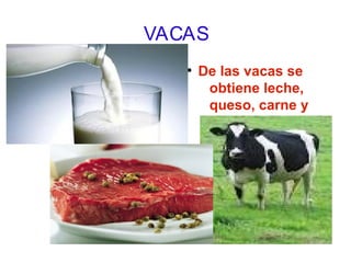 VACAS
●
De las vacas se
obtiene leche,
queso, carne y
piel
 