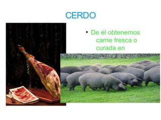 CERDO
●
De él obtenemos
carne fresca o
curada en
embutidos
 