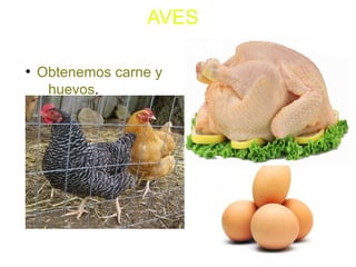 AVES
●
Obtenemos carne y
huevos.
 