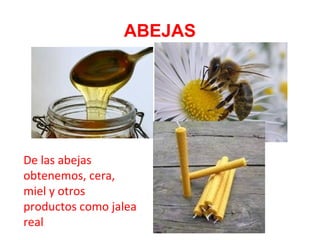 ABEJAS
De las abejas
obtenemos, cera,
miel y otros
productos como jalea
real
 
