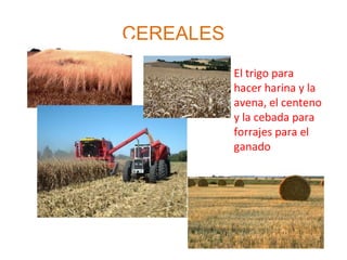 CEREALES
El trigo para
hacer harina y la
avena, el centeno
y la cebada para
forrajes para el
ganado
 