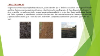 2.11.- VERTISOLES
Su proceso formativo es el de la haploidización, están definidos por la dinámica vinculada con su granulometría
arcillosa. Suelos minerales que se quiebran en estación seca, formando grietas de 1 cm de ancho. Suelos muy
ricos en arcilla. Los suelos vertisoles ocupan las partes bajas del relieve en los altos llanos occidentales. Suelos
con fuerte expansión al humedecerse y contracción al secarse. Son característicos de las cubetas de decantación
y pantanos en los llanos y en valles aluviales. Hidratados y expandidos en húmedo y bastantes agrietados en
seco.
 