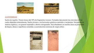 2.4 ENTISOLES
Suelos de regolito. Tienen menos del 30% de fragmentos rocosos. Formados típicamente tras aluviones de los
cuales dependen mineralmente. Suelos jóvenes y sin horizontes genéticos naturales o incipientes. Son pobres en
materia orgánica, y en general responden a abonos nitrogenados. Son abundantes en muchas áreas en posiciones
de diques, dunas o superficies sometidas a acumulaciones arenosas de origen eólico.
 