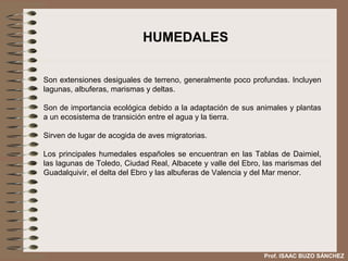 HUMEDALES


Son extensiones desiguales de terreno, generalmente poco profundas. Incluyen
lagunas, albuferas, marismas y deltas.

Son de importancia ecológica debido a la adaptación de sus animales y plantas
a un ecosistema de transición entre el agua y la tierra.

Sirven de lugar de acogida de aves migratorias.

Los principales humedales españoles se encuentran en las Tablas de Daimiel,
las lagunas de Toledo, Ciudad Real, Albacete y valle del Ebro, las marismas del
Guadalquivir, el delta del Ebro y las albuferas de Valencia y del Mar menor.




                                                              Prof. ISAAC BUZO SÁNCHEZ
 