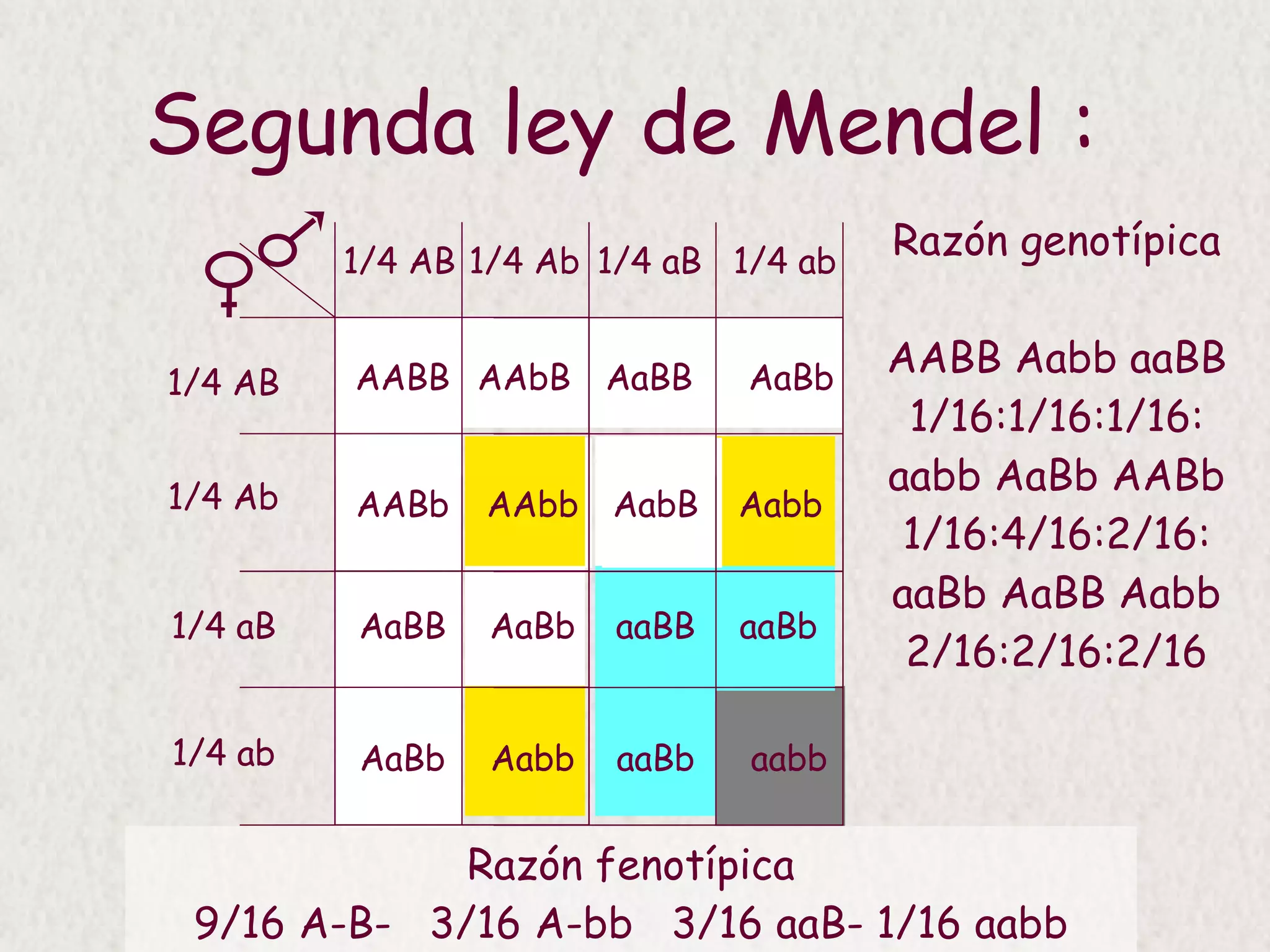 Recursos Mendelianos En Biografia Mendel A Modo De Resumen PPT
