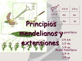 Tema 3: Principios mendelianos y extensiones Razón fenotípica 3/4 A- 1/4 aa Razón genotípica 1/4 AA 1/2 Aa 1/4 aa Principios mendelianos y extensiones  AA Aa Aa aa 1/2 A 1/2 a 1/2 A 1/2 a 