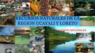 RECURSOS NATURALES DE LA
REGION UCAYALI Y LORETO
 