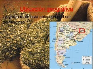 Ubicación geográfica La yerba mate está ubicada en el sur de Misiones   