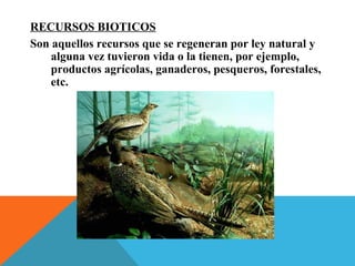 RECURSOS BIOTICOS
Son aquellos recursos que se regeneran por ley natural y
alguna vez tuvieron vida o la tienen, por ejemplo,
productos agrícolas, ganaderos, pesqueros, forestales,
etc.
 