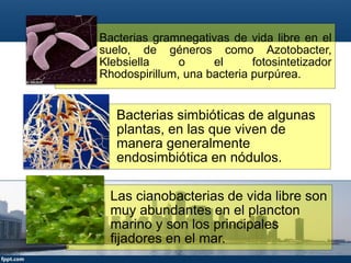 Bacterias gramnegativas de vida libre en el
suelo, de géneros como Azotobacter,
Klebsiella o el fotosintetizador
Rhodospirillum, una bacteria purpúrea.
Bacterias simbióticas de algunas
plantas, en las que viven de
manera generalmente
endosimbiótica en nódulos.
Las cianobacterias de vida libre son
muy abundantes en el plancton
marino y son los principales
fijadores en el mar.
 
