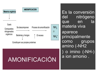 AMONIFICACIÓN
Es la conversión
del nitrógeno
que en la
materia viva
aparece
principalmente
como grupos
amino (-NH2
) o imino (-NH-)
a ion amonio .
 