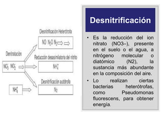 Desnitrificación
• Es la reducción del ion
nitrato (NO3–), presente
en el suelo o el agua, a
nitrógeno molecular o
diatómico (N2), la
sustancia más abundante
en la composición del aire.
• Lo realizan ciertas
bacterias heterótrofas,
como Pseudomonas
fluorescens, para obtener
energía.
 