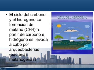 • El ciclo del carbono
y el hidrógeno La
formación de
metano (CH4) a
partir de carbono e
hidrógeno es llevada
a cabo por
arqueobacterias
(bacterias
metanógenas)
 