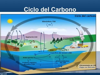Ciclo del Carbono
 