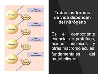 Todas las formas
de vida dependen
del nitrógeno
Es el componente
esencial de proteínas,
ácidos nucleicos y
otras macromoléculas
fundamentales del
metabolismo.
 