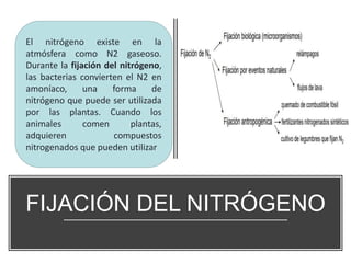 FIJACIÓN DEL NITRÓGENO
El nitrógeno existe en la
atmósfera como N2 gaseoso.
Durante la fijación del nitrógeno,
las bacterias convierten el N2 en
amoníaco, una forma de
nitrógeno que puede ser utilizada
por las plantas. Cuando los
animales comen plantas,
adquieren compuestos
nitrogenados que pueden utilizar
 