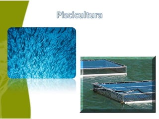 Piscicultura
