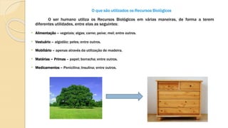 O que são utilizados os Recursos Biológicos
O ser humano utiliza os Recursos Biológicos em várias maneiras, de forma a terem
diferentes utilidades, entre elas as seguintes:
• Alimentação – vegetais; algas; carne; peixe; mel; entre outros.
• Vestuário – algodão; peles; entre outros.
• Mobiliário – apenas através da utilização de madeira.
• Matérias – Primas – papel; borracha; entre outros.
• Medicamentos – Penicilina; Insulina; entre outros.
 