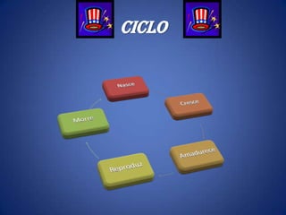 Ciclo

 