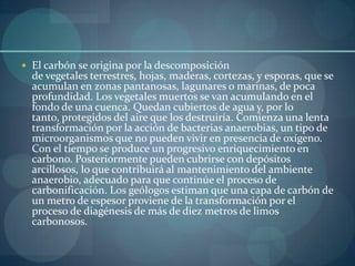  El carbón se origina por la descomposición
  de vegetales terrestres, hojas, maderas, cortezas, y esporas, que se
  acumulan en zonas pantanosas, lagunares o marinas, de poca
  profundidad. Los vegetales muertos se van acumulando en el
  fondo de una cuenca. Quedan cubiertos de agua y, por lo
  tanto, protegidos del aire que los destruiría. Comienza una lenta
  transformación por la acción de bacterias anaerobias, un tipo de
  microorganismos que no pueden vivir en presencia de oxígeno.
  Con el tiempo se produce un progresivo enriquecimiento en
  carbono. Posteriormente pueden cubrirse con depósitos
  arcillosos, lo que contribuirá al mantenimiento del ambiente
  anaerobio, adecuado para que continúe el proceso de
  carbonificación. Los geólogos estiman que una capa de carbón de
  un metro de espesor proviene de la transformación por el
  proceso de diagénesis de más de diez metros de limos
  carbonosos.
 