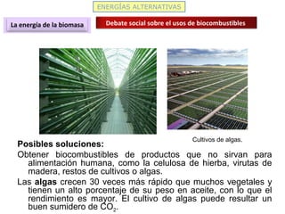 ENERGÍAS ALTERNATIVAS
La energía de la biomasa Debate social sobre el usos de biocombustibles
Posibles soluciones:
Obtener biocombustibles de productos que no sirvan para
alimentación humana, como la celulosa de hierba, virutas de
madera, restos de cultivos o algas.
Las algas crecen 30 veces más rápido que muchos vegetales y
tienen un alto porcentaje de su peso en aceite, con lo que el
rendimiento es mayor. El cultivo de algas puede resultar un
buen sumidero de CO2.
Cultivos de algas.
 