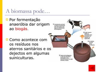 A biomassa pode… Por fermentação anaeróbia dar origem ao  biogás . Como acontece com os resíduos nos aterros sanitários e os dejectos em algumas suiniculturas. 