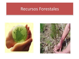 Recursos Forestales

 