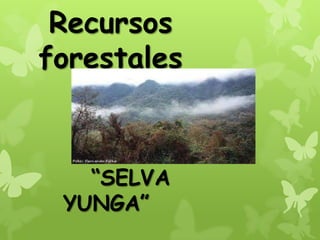 Recursos
forestales
“SELVA
YUNGA”
 