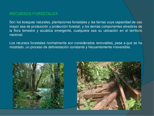 Recursos forestales, obtencion de celulosa, produccion de