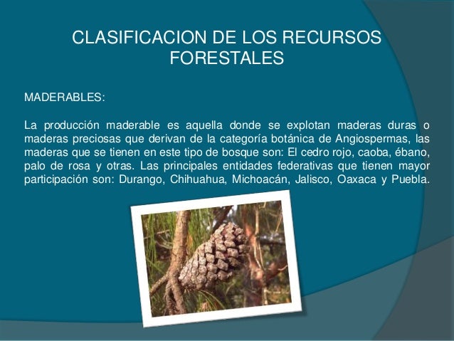 Recursos forestales, obtencion de celulosa, produccion de