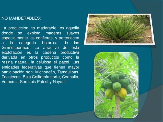 Recursos forestales, obtencion de celulosa, produccion de