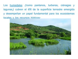 Los humedales (como pantanos, turberas, ciénagas y
lagunas) cubren el 6% de la superficie terrestre emergida
y desempeñan un papel fundamental para los ecosistemas
locales y los recursos hídricos.
 