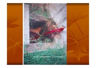 Sangue que segue para o rio do Coqueiro
 