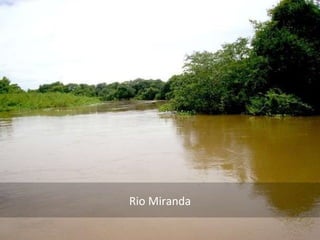 Rio Miranda 