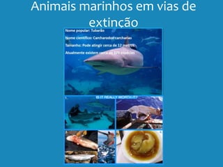 Animais marinhos em vias de
extinção
 