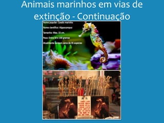 Animais marinhos em vias de
extinção - Continuação
 