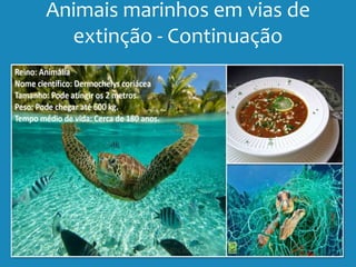 Animais marinhos em vias de
extinção - Continuação
 