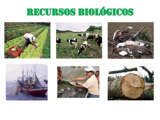 Recursos Biológicos              