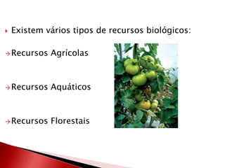  Existem vários tipos de recursos biológicos:
Recursos Agrícolas
Recursos Aquáticos
Recursos Florestais
 