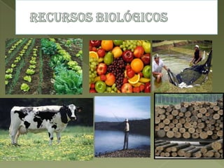 Recursos Naturais Powerpoint