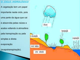 O  CICLO  HIDROLÓGICO
A vegetação tem um papel
importante neste ciclo, pois
uma parte da água que cai
é absorvida pelas raízes e
acaba voltando à atmosfera
pela transpiração ou pela
simples e direta
evaporação
(evapotranspiração).
 