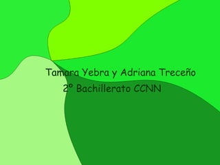 Tamara Yebra y Adriana Treceño 2º Bachillerato CCNN 