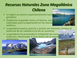 Recursos Naturales Zona Magallánica Chilena La región se orienta mayoritariamente hacia la actividad ganadera. Predomina el ganado ovino y el bovino, siendo ambos codiciados para la exportación en los mercados europeos y asiáticos.  La ganadería equina, porcina y avícola son menores, aunque el potencial de los caballares ha ido en aumento. La ganadería ha promovido la instalación de numerosas empresas relacionadas al área textil y de la industria alimentaria.   