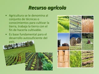 Recurso agrícola Agricultura se le denomina al conjunto de técnicas o conocimientos para cultivar la tierra, trabaja la tierra con el fin de hacerla cultivable. Es base fundamental para el desarrollo autosuficiente del país. 
