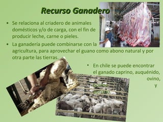 Recurso Ganadero Se relaciona al criadero de animales    domésticos y/o de carga, con el fin de    producir leche, carne o pieles.  La ganadería puede combinarse con la    agricultura, para aprovechar el guano como abono natural y por otra parte las tierras. En chile se puede encontrar  el ganado caprino, auquénido,    ovino, bovino    y porcino. 