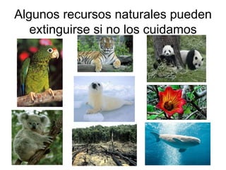 Algunos recursos naturales pueden extinguirse si no los cuidamos 