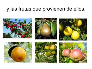 y las frutas que provienen de ellos. 
