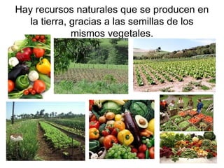 Hay recursos naturales que se producen en la tierra, gracias a las semillas de los mismos vegetales. 